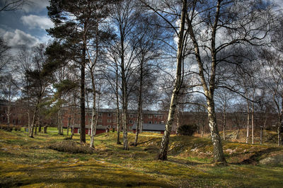 Bare trees on field