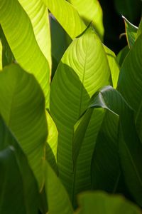 Close-up of green leaves