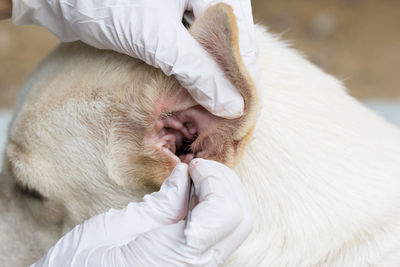 Cropped hand of vat removing louse from dog ear