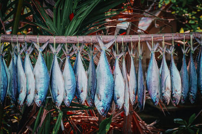 View of fish for sale in market