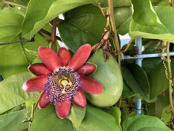 Close-up of red flowering plant