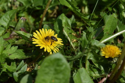 Close-up of butterfly pollinating on yellow flower