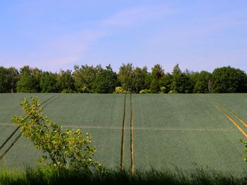 Trees and plants growing on field against sky