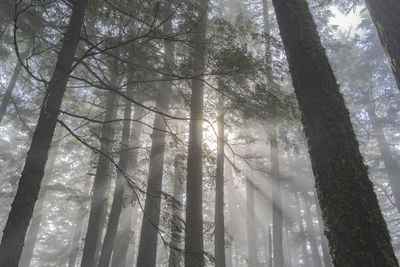 Low angle view of sunlight streaming through trees in forest