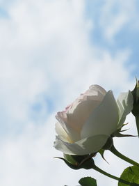 Close-up of white rose against sky