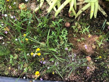 High angle view of flowering plants on field