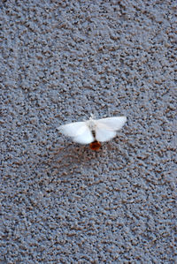 High angle view of white rose on stone wall