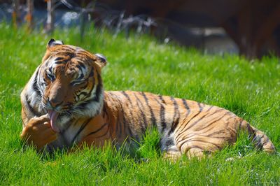 Close-up of tiger lying on grass