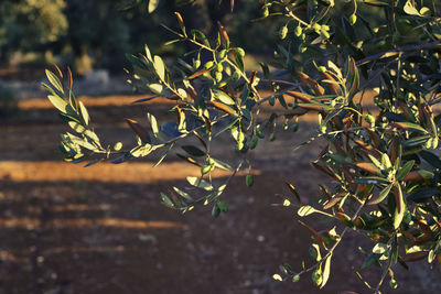 Close-up of plant growing on field