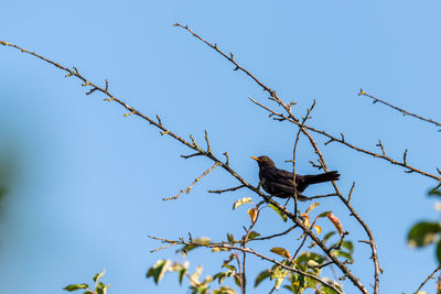 Low angle view of bird perching on tree