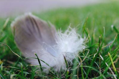 Close-up of dandelion on grassy field