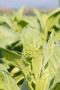 Close-up of fresh green leaves