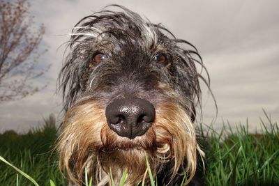 Close-up portrait of dog on field against sky