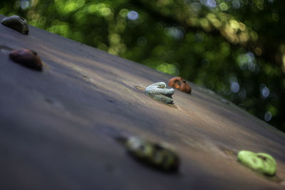 Close-up of snail on wood