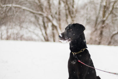 Black dog on snow covered field