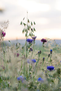 Close-up of purple flowering plants on land