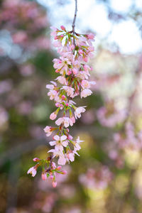 Close-up of pink cherry blossoms