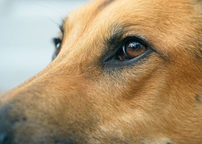 Close-up of dog