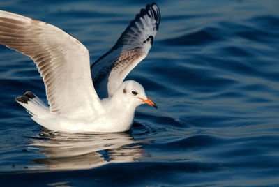 Seagull flying over sea