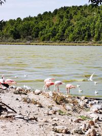 View of birds in lake