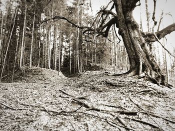 Trees in forest