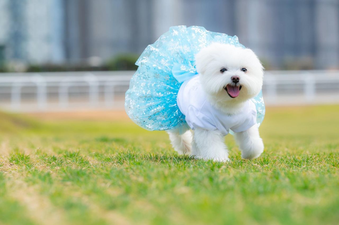 dog, canine, domestic animals, pet, one animal, mammal, animal themes, animal, grass, maltese, cute, bichon, plant, lap dog, nature, no people, puppy, portrait, selective focus, young animal, motion, fun, day, architecture, outdoors, happiness