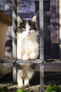 Portrait of cat sitting outdoors