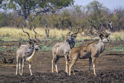 Herd of deer