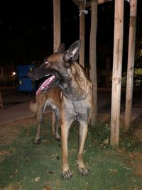 View of dog standing on field