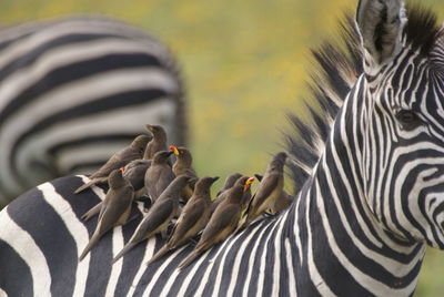 Close-up of zebra