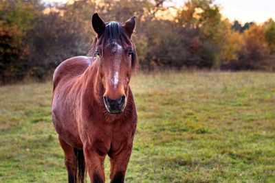 Portrait of horse standing in field