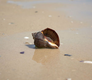 Live mollusk rapana on the sandy shore of the black sea, ukraine, kherson region