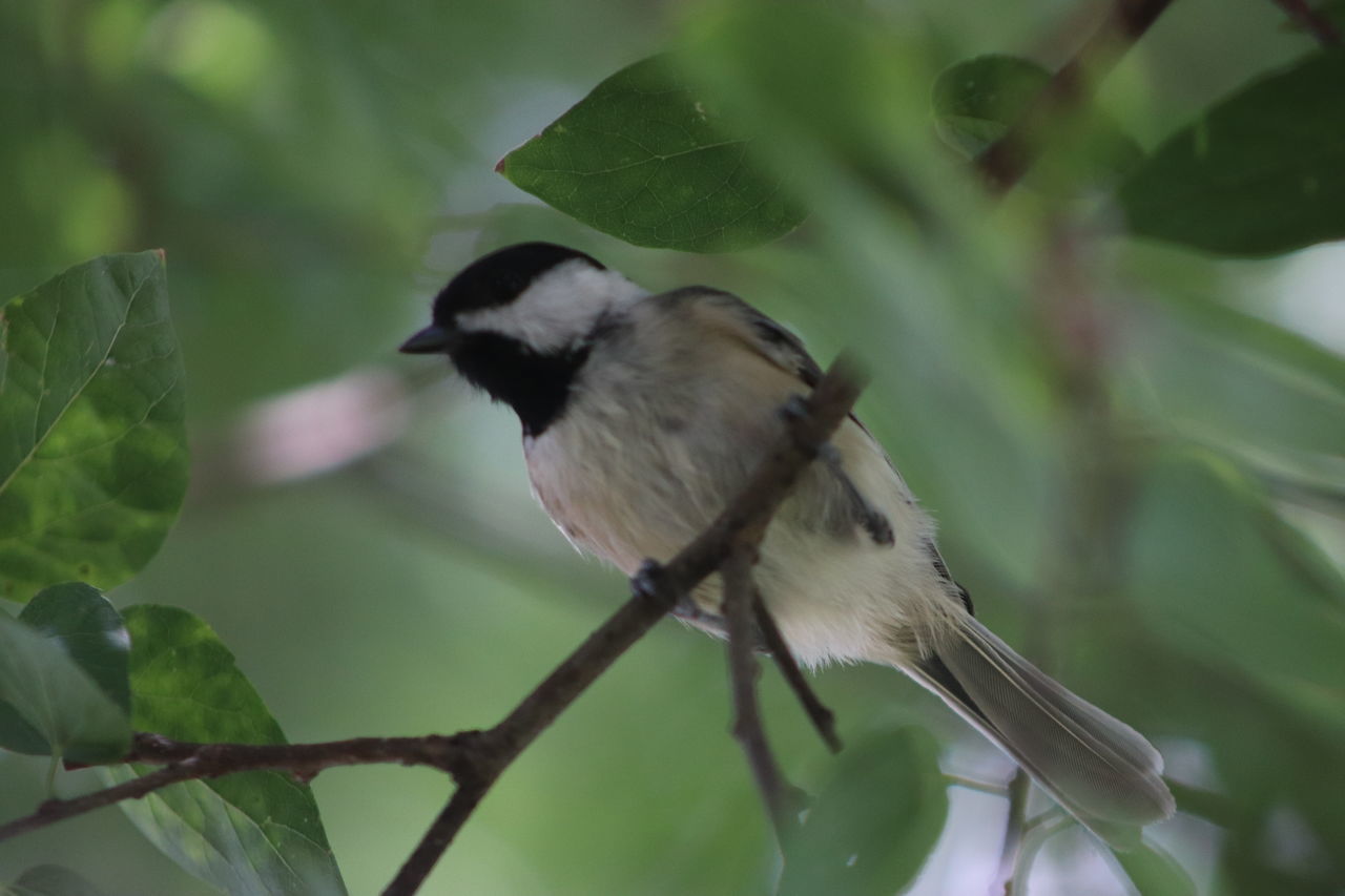 CLOSE-UP OF BIRD PERCHING ON A BRANCH