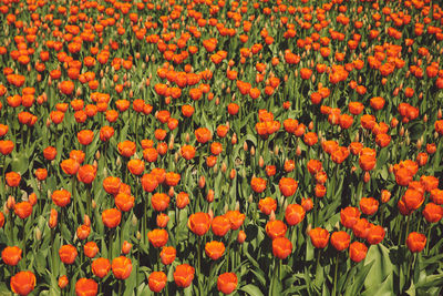 Full frame shot of orange flowers on field