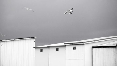 Low angle view of birds flying over built structure against clear sky