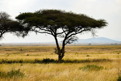 Tree on field against sky