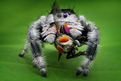 Close-up of spider