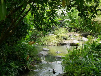 View of bird amidst plants against trees