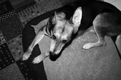 High angle portrait of dog relaxing at home