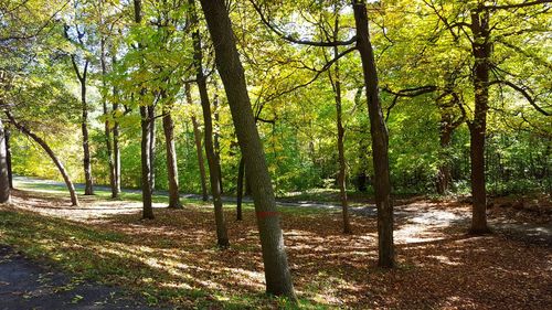 Trees in forest