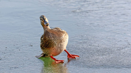 Ice skating duck