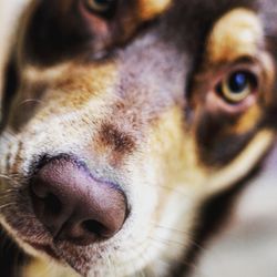 Close-up portrait of dog