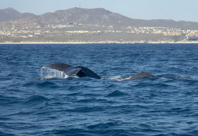 Humpback whale