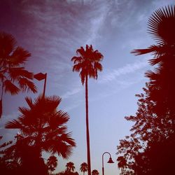 Low angle view of palm trees against sky