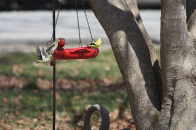 Close-up of red toy on tree trunk