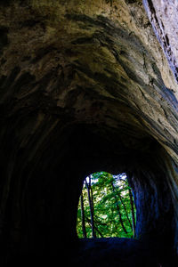 Close-up of tree trunk