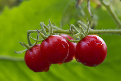 Close-up of strawberries