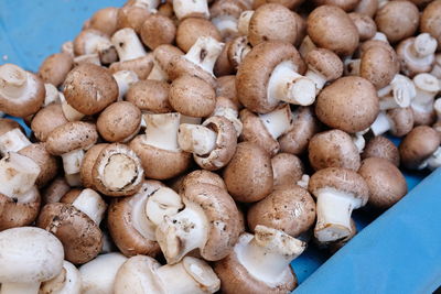 Close-up of mushrooms