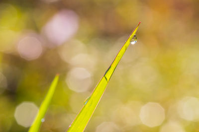 Close-up of fresh green plant