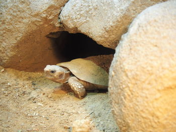 Close-up of lizard on rock